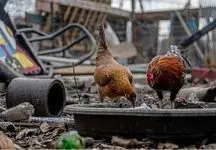 آماده‌باش دانشمندان برای جهش‌های خطرناک آنفلوآنزای پرندگان