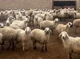 های جدید دام زنده؛ گوسفند در کدام استان ارزان‎تر است؟ 