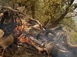 ۷هزار مترمربع جنگلهای نوشهر در آتش سوخت