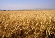 جزئیات جدید افزایش قیمت خرید تضمینی گندم در سال 1404!