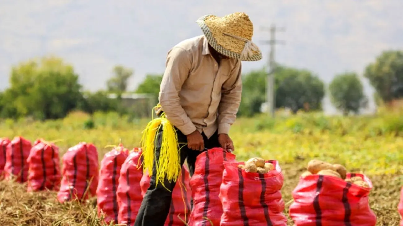 خبرهایی درباره سیب زمینی و پیاز