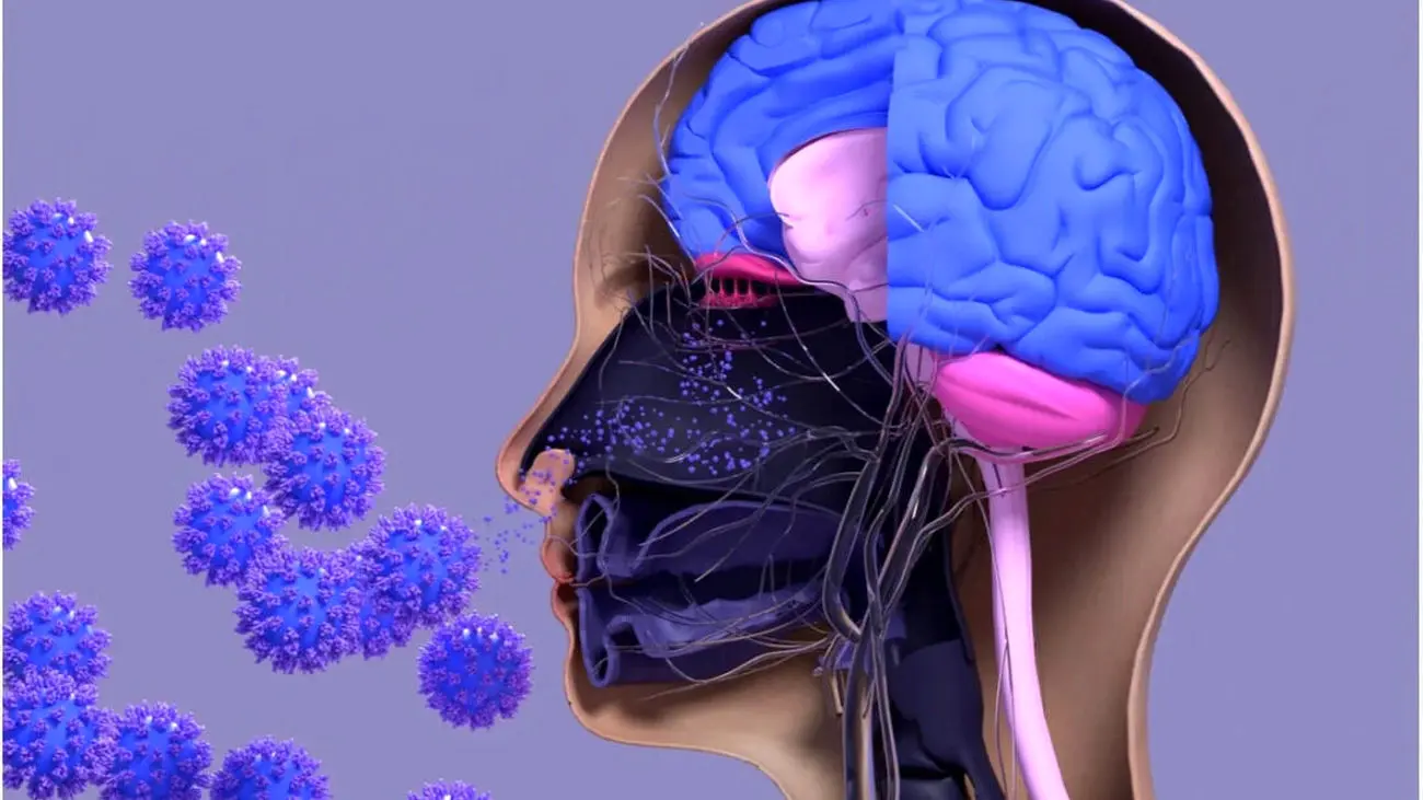 عفونت‌های ویروسی سیستم بویایی پیشرفت آلزایمر را تسریع می‌کند