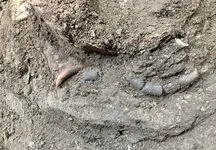 عکس گردنبند 12 هزار ساله با دندان گرگ/ کشف در بهشهر