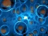 سلول‌های بنیادی القایی: روش‌های تولید و چشم‌انداز تازه‌ای در مطالعه کووید ۱۹