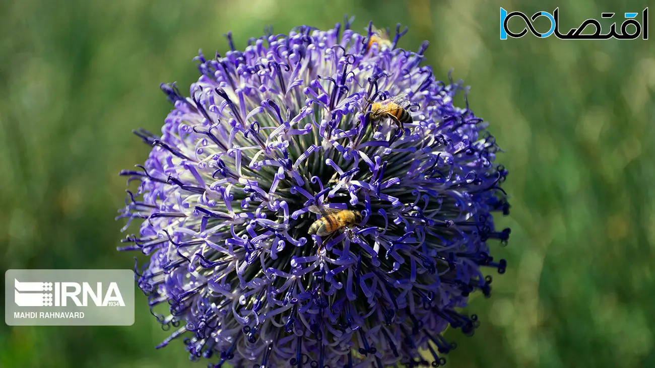 زهر زنبور عسل درون نانوذرات، عملکردی مانند آنتی‌بیوتیک دارد