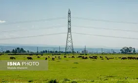 شناسایی گونه‌های جنگلی در معرض خطر چرای دام