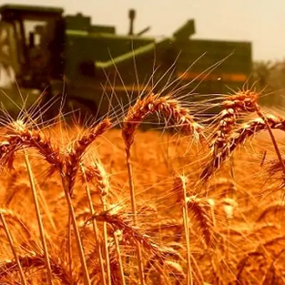 جدیدترین خبرها درباره افزایش قیمت خرید تضمینی گندم