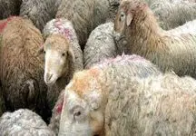 قیمت دام زنده امروز ۲۶ فروردین ۱۴۰۴