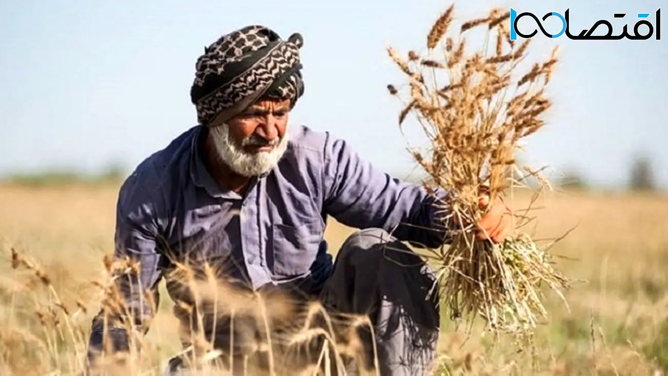 مطالبات گندمکاران کامل پرداخت شد؟