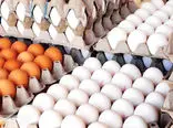 قیمت جدید تخم مرغ در بازار / هر شانه ۳۰ عددی چند؟