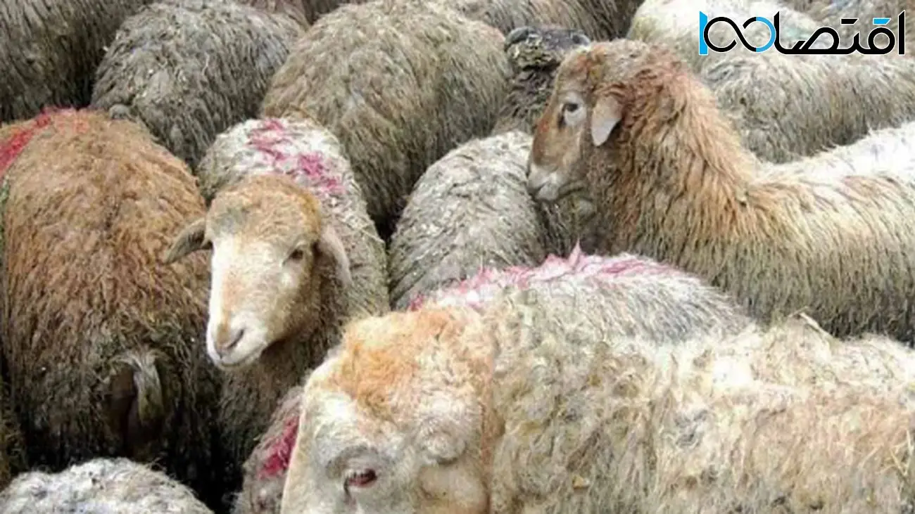 قیمت دام زنده اعلام شد / ارزانترین و گران ترین استان ها کدامند؟ + جدول