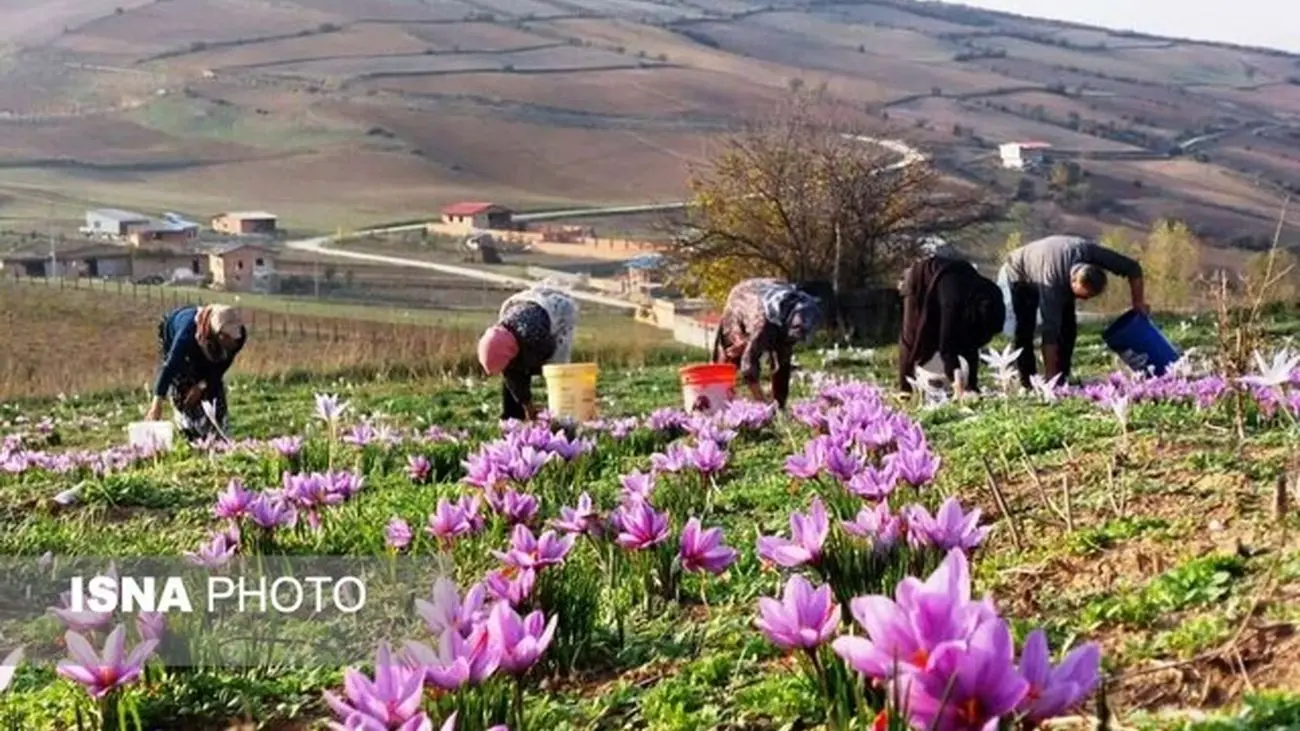 چین زعفران ایران را کپی کرد