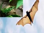 داستان تکامل از زبان خفاش‌ها و مارمولک‌ها
