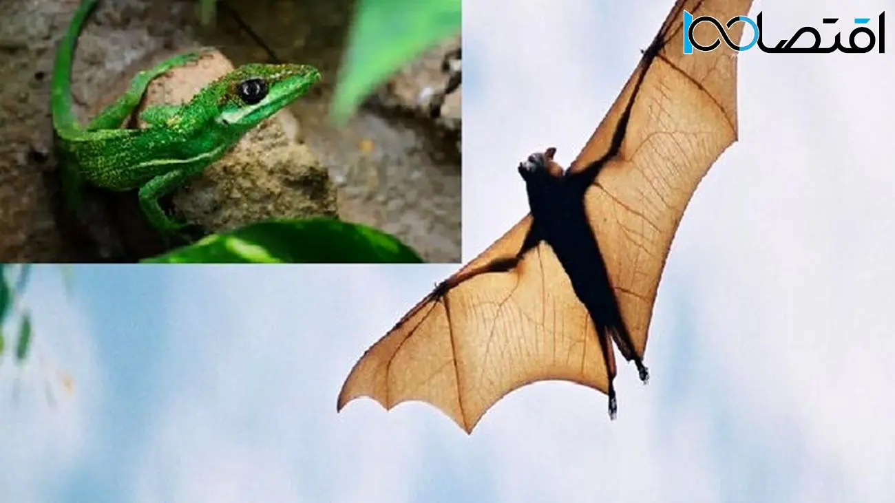 داستان تکامل از زبان خفاش‌ها و مارمولک‌ها