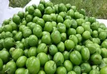 کاهش چشمگیر قیمت نوبرانه‌ها در روزهای آینده
