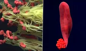 عجیب‌ترین موجودات دریایی کشف شده در سال ۲۰۲۲