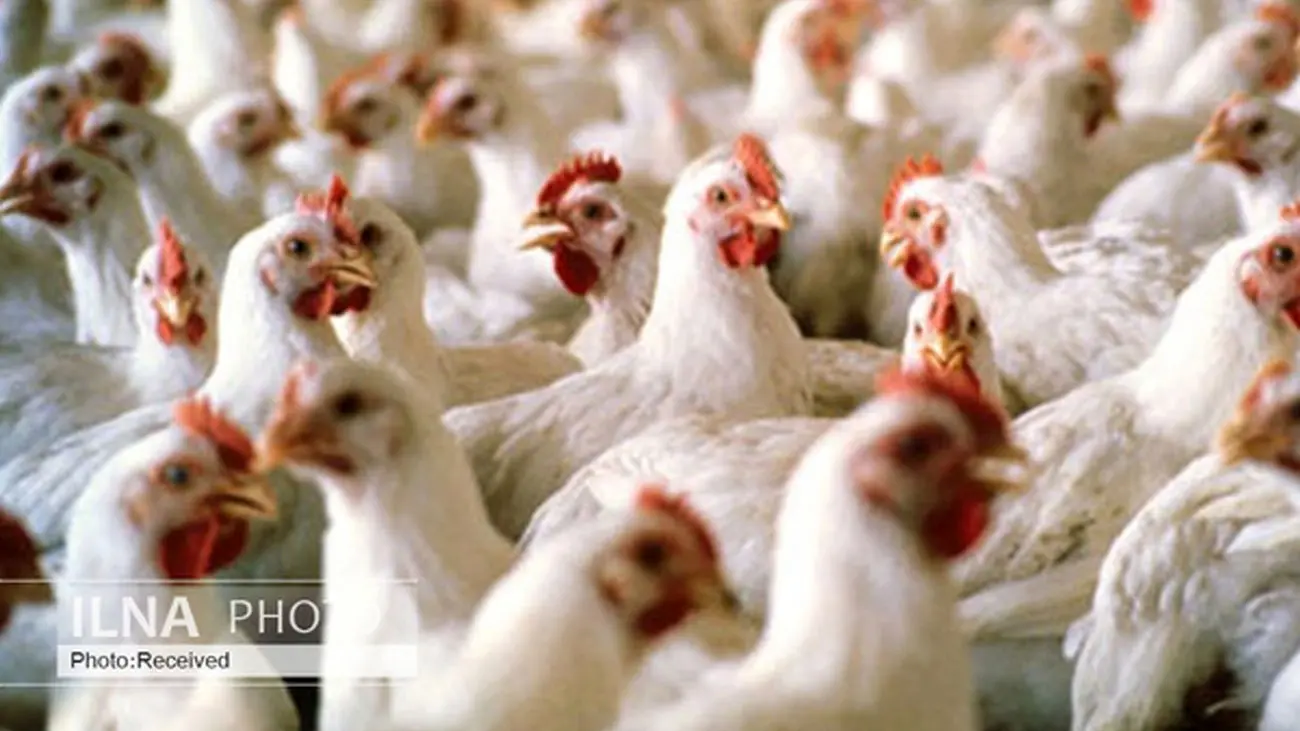 واکنش افشاگرانه به خالی بندی درباره مرغ های ترکیه 