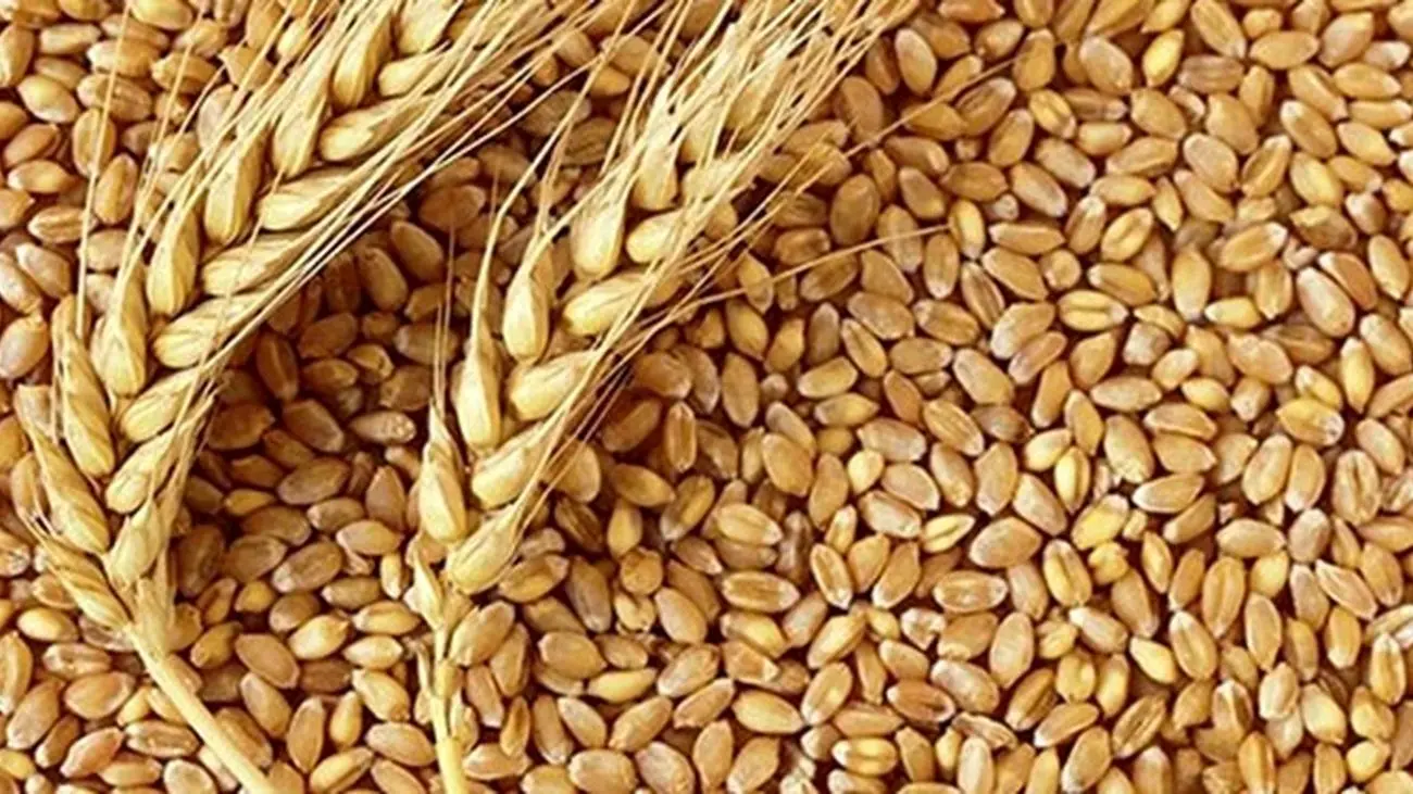 گندم در جهان گران تر شد؛ نان ایران چه می شود؟