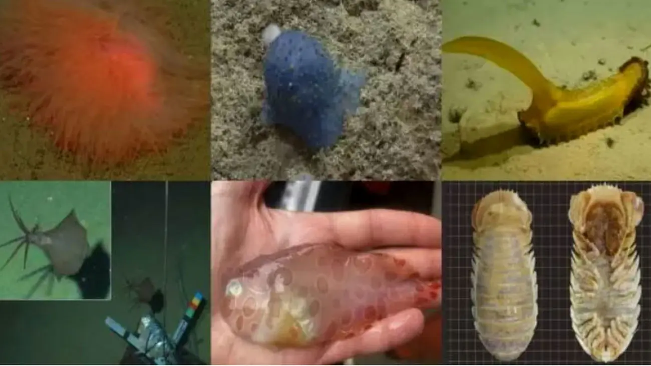 مرموز و عجیب‌ ترین موجودات دریایی کشف شده در سال ۲۰۲۲