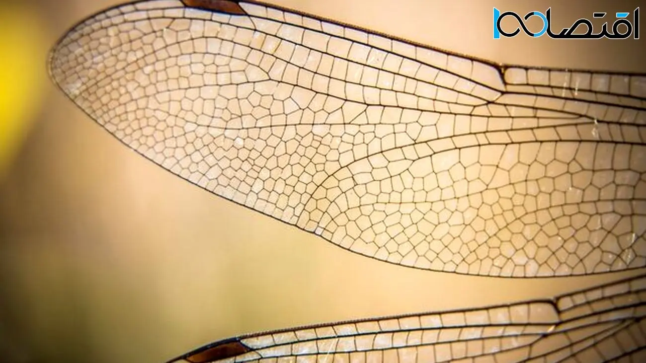 ساخت فناوری‌های خودتمیزکننده با الهام از بال حشرات