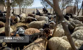 گرانی مجدد گوشت قرمز جدی تر شد