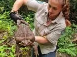 کشف یکی از خطرناک‌ترین حیوانات مهاجم در استرالیا: وزغ نیشکر غول‌پیکر 2.7 کیلوگرمی!
