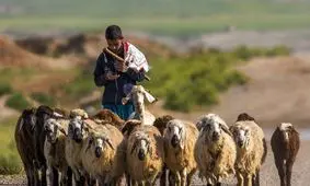 حقوق چوپان ها افغانستانی در ایران دلاری شد!