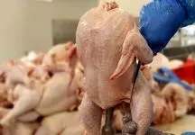 قیمت جدید مرغ اعلام شد/ پیش‌بینی قیمت مرغ در روزهای آینده؛ ریزش قیمت مرغ در راه است؟