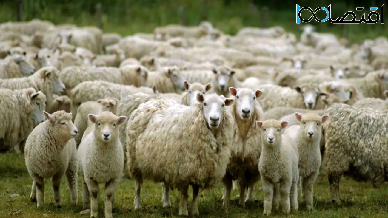هزینه خرید یک راس گوسفند زنده؛ 10 تا 20 میلیون تومان!