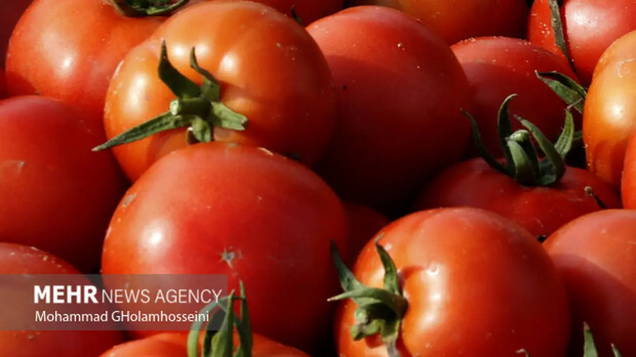 منتظر تغییر قیمت گوجه فرنگی تا شبه یلدا باشید 