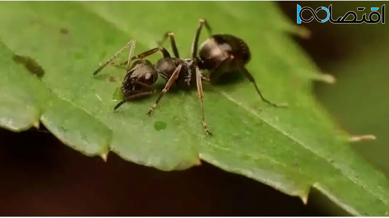 مورچه ها از روی ادرار انسان سرطان را تشخیص می‌دهند
