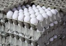 زمزمه گرانی و صادارت تخم مرغ