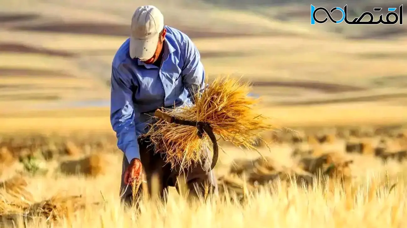 تمامی مطالبات گندمکاران تا پایان هفته آینده پرداخت می‌شود