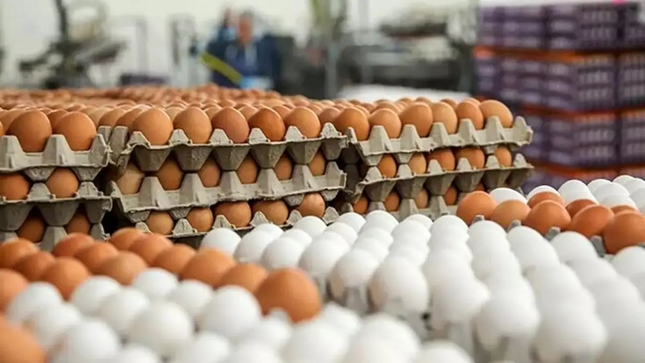 اعلام جدیدترین قیمت تخم مرغ در بازار