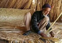 دولت مجوز واردات نی از افغانستان صادر کرد!