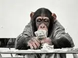 شگفتی محققان آمریکایی از قدرت تفکر پیچیده میمون‌ها