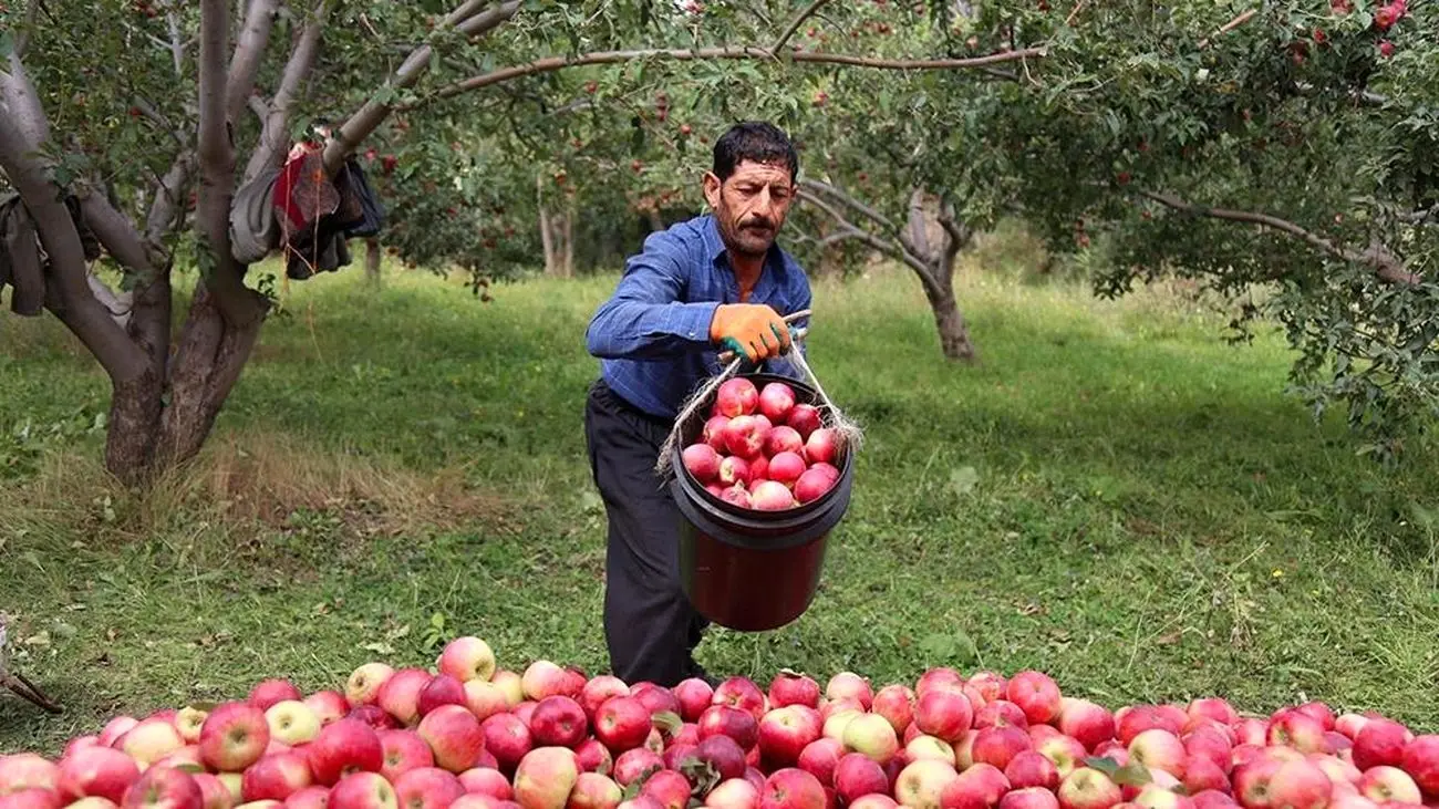 خشکبار؛ صنعت فراموش شده برای ۸۰۰ هزار تن میوه مراغه