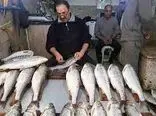 قیمت ماهی گران شد / هر کیلو به 800 هزار تومان رسید !