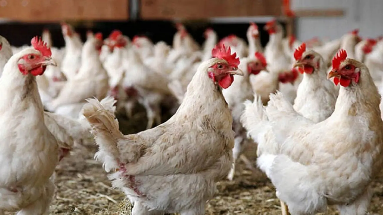 چرا انتخاب نژاد مرغ بر اساس دستور دولت است؟