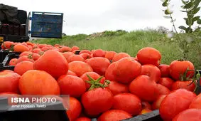 قیمت گوجه فرنگی هم بالا رفت