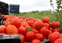 قیمت گوجه فرنگی هم بالا رفت