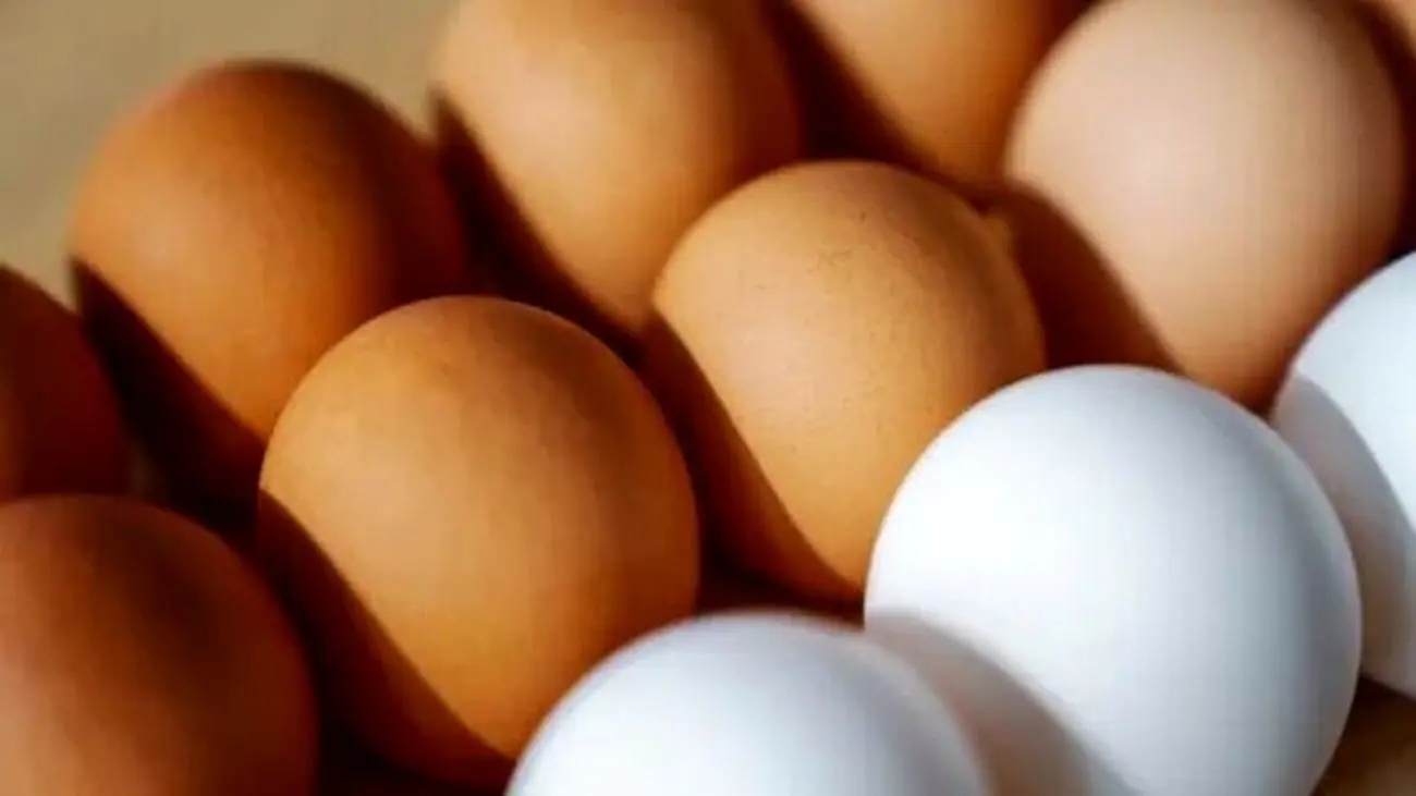 قیمت هر شانه تخم مرغ در بازار چند؟