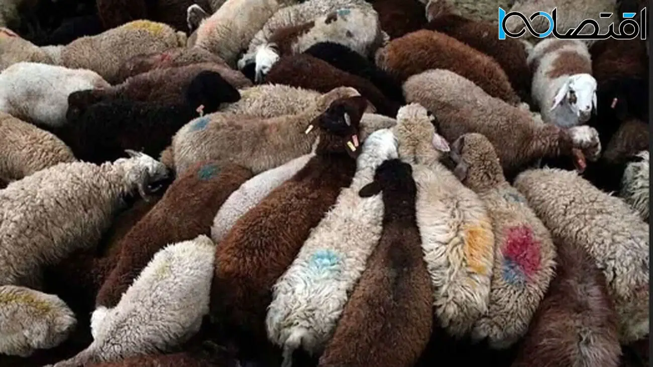 قیمت دام زنده محرم 1404/ گوسفند زنده امروز کیلویی چند؟