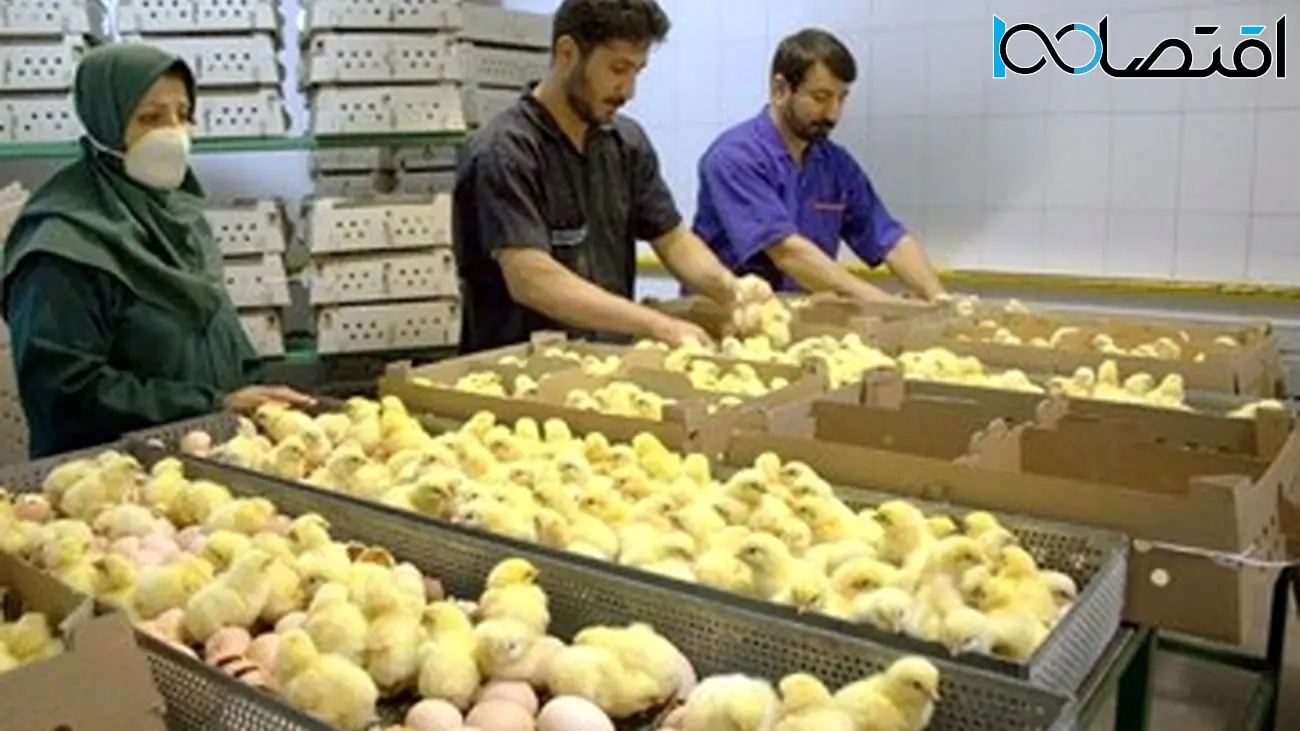 توافق بر سر کاهش قیمت جوجه یکروزه / باید منتظر ارزان شدن مرغ بود؟