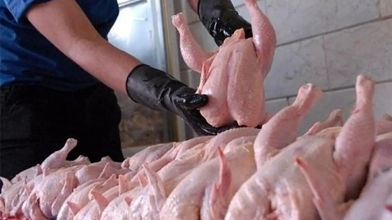 انباشت مرغ در بازار /  به این دلایل مرغ های بالای ۲ کیلو نخرید