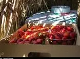 توت فرنگی محبوب‌ترین میوه‌ ایرانی/۱۲۰ هزار تن توت‌فرنگی روانه بازار شد