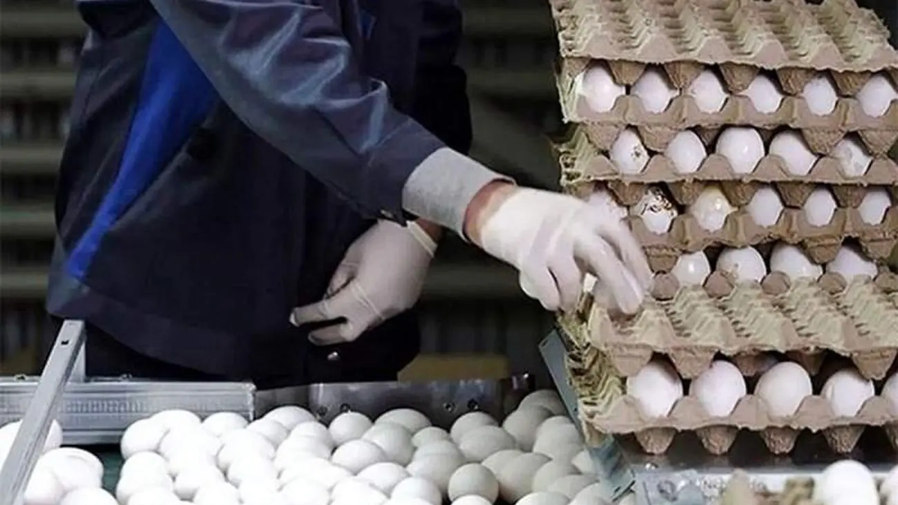 مصوبه جدید درباره قیمت تخم‌ مرغ / یک کیلو تخم‌ مرغ چند ؟!