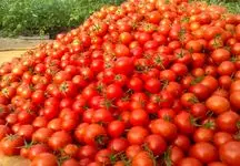 قیمت گوجه فرنگی هم به سر به فلک کشید / هر کیلو چند ؟!
