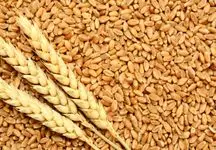 5 میلیون تن گندم از 309 هزار کشاورز خریداری شد
