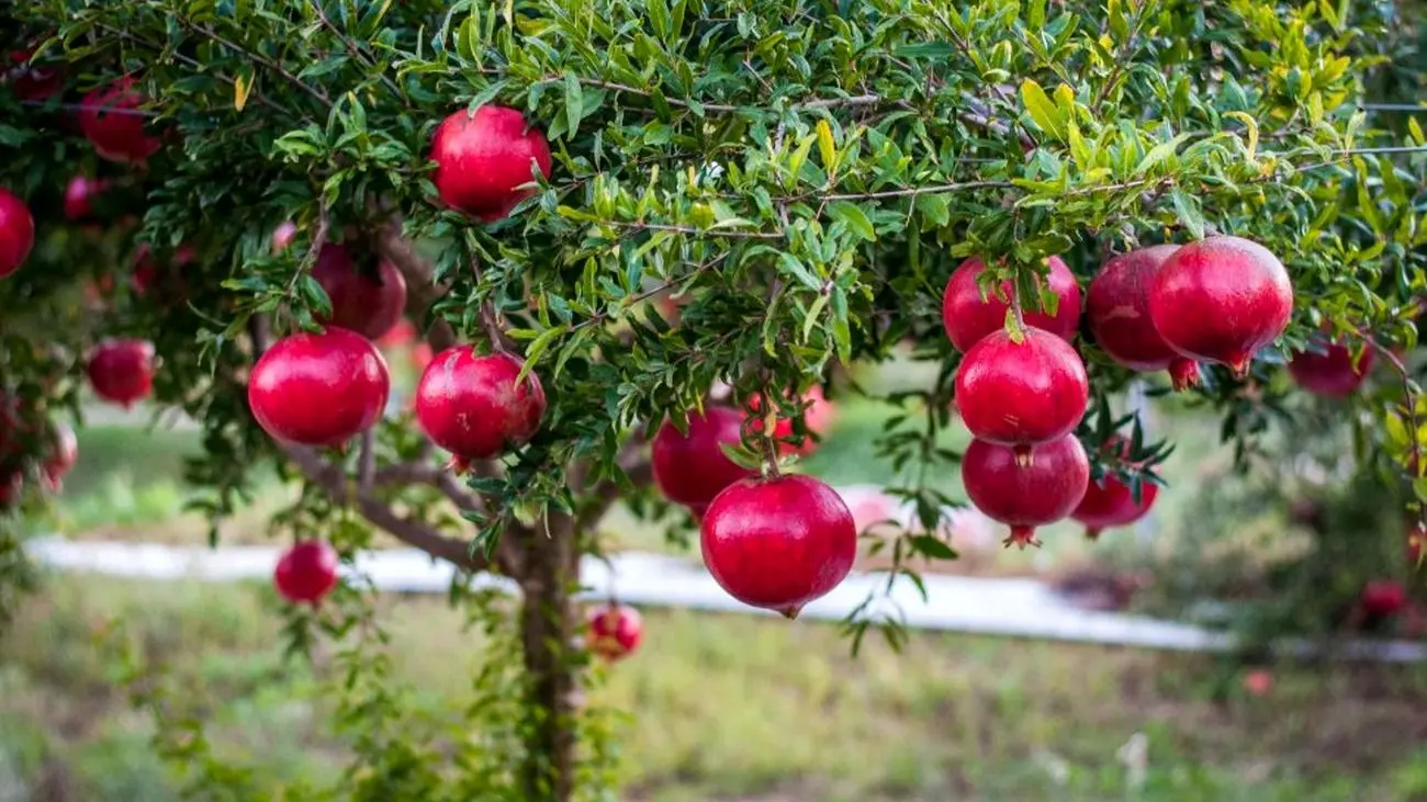 خورهه محلات؛ میزبان جشنواره انار استان مرکزی